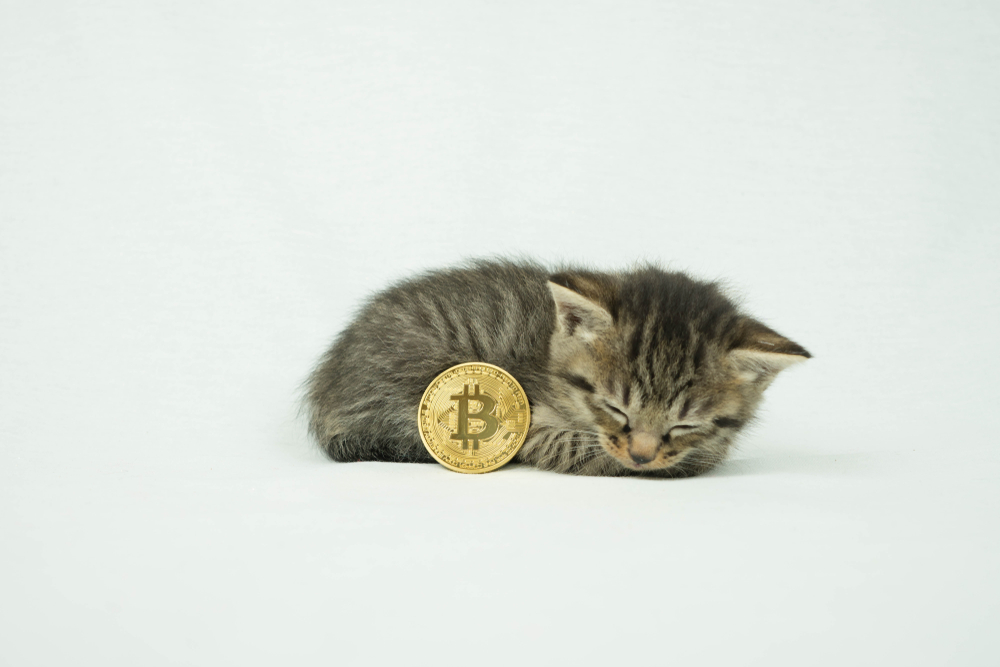 CopyCat Coin